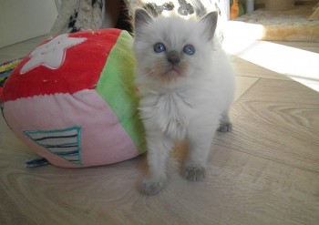 femelle blue colourpoint n°2 - 4 semaines - Chatterie Ragdolls du Val de Beauvoir